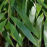 Fargesia robusta Big Leaves 2.JPG